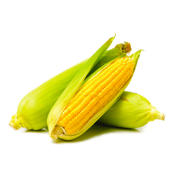 Bắp mỹ